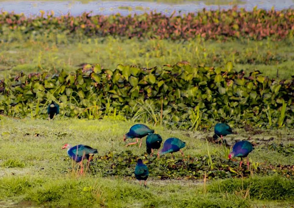 Baikka Beel Wetland Sanctuary