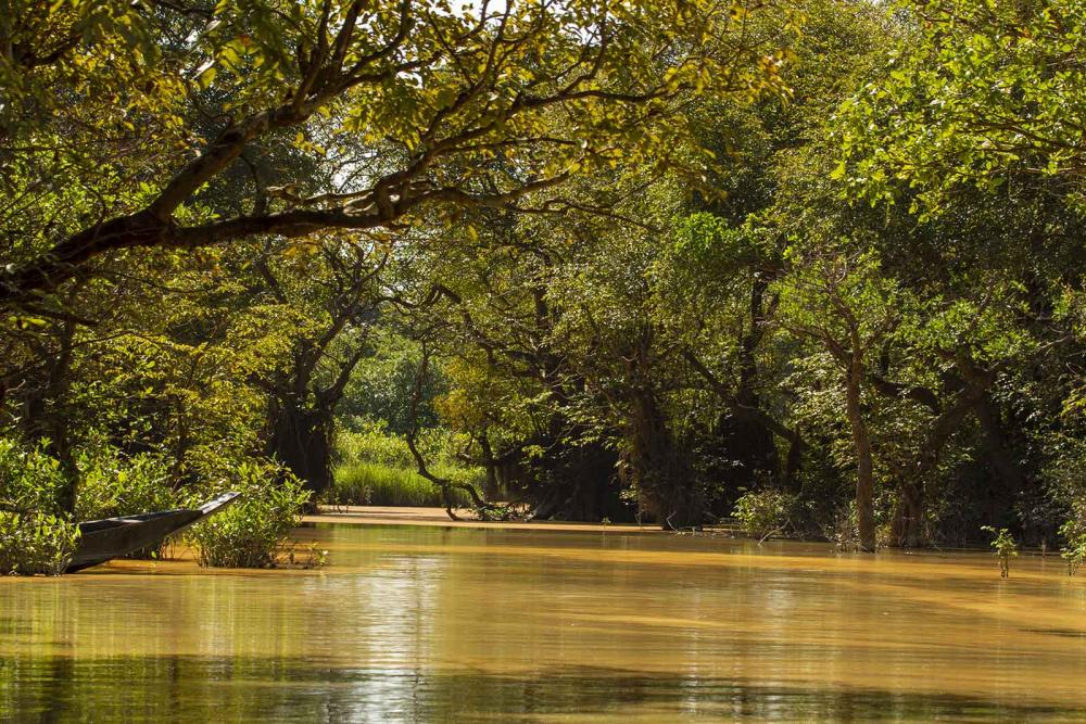 Ratargul Swamp Forest 