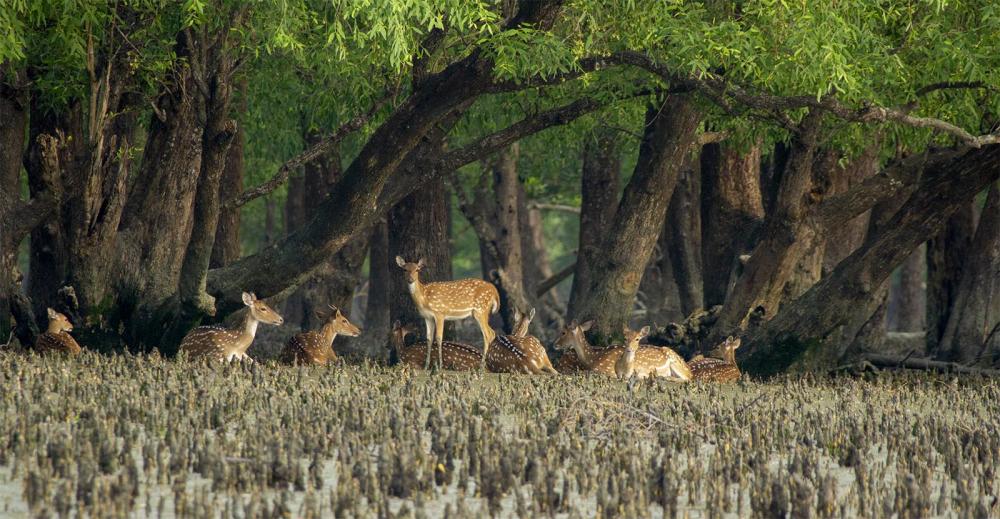 Things To Do At Sundarban