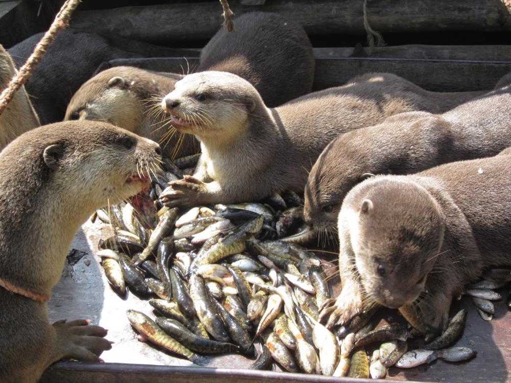 Otter Fishing In Bangladesh