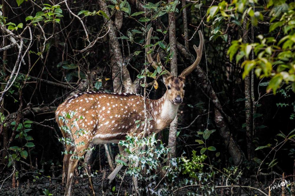 FAQs On Sundarban Tours