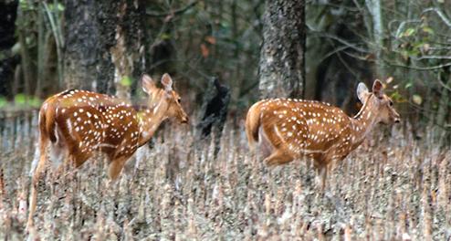 Nijhum Dwip Tour