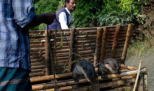 Bangladesh Otter Fishing Tour 